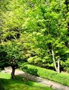 Trees.